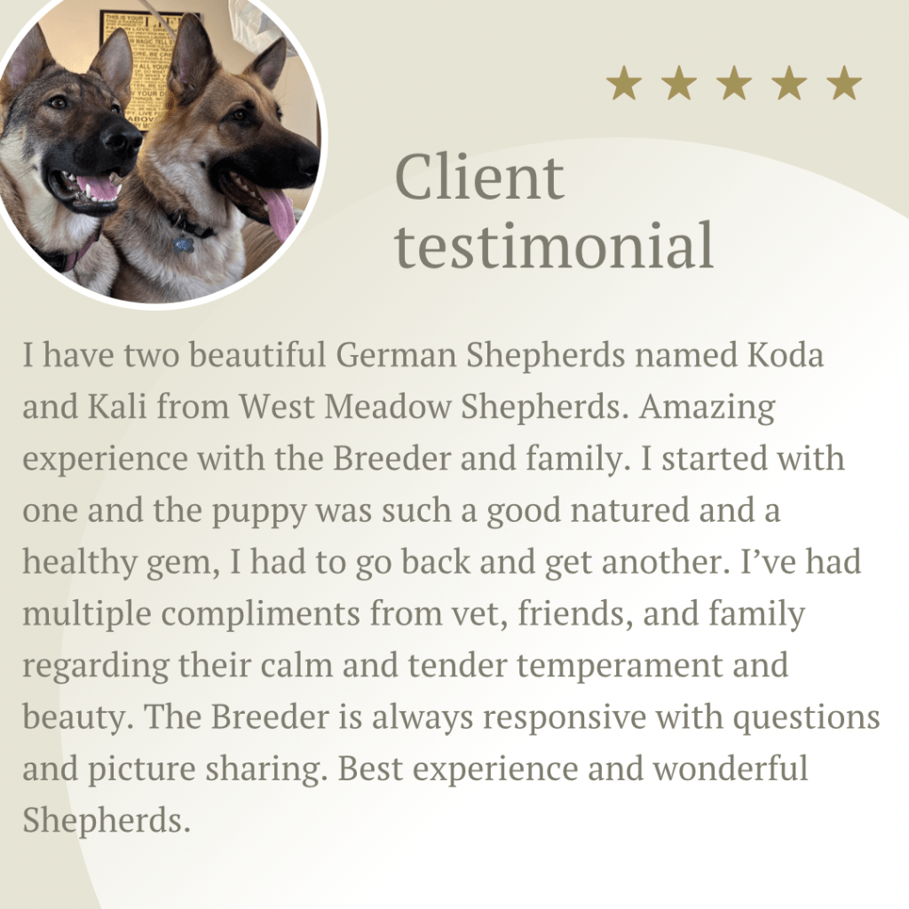 Testimonial from a family with two German Shepherds, Koda and Kali, from West Meadow Shepherds, calm temperaments, tender personalities, and beautiful, well-bred dogs admired by friends and vet.