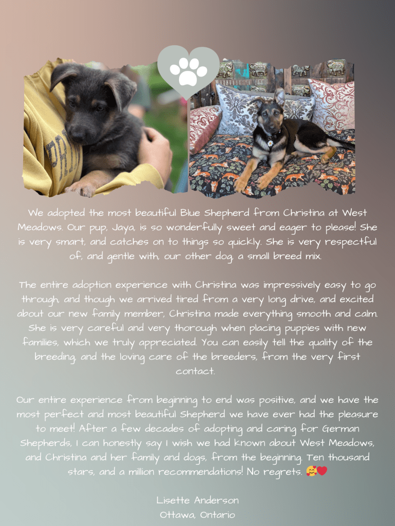Testimonial from Lisette Anderson in Ottawa about Jaya, a Blue German Shepherd puppy from West Meadow Shepherds, smart, gentle, eager to please, and well-socialized with other dogs.
