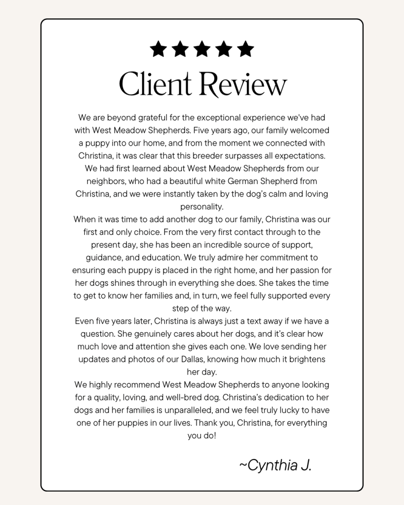 Testimonial from Cynthia and family about their West Meadow Shepherd, Dallas, calm, loving personality, continued breeder support, and dedication to healthy, well-raised dogs.