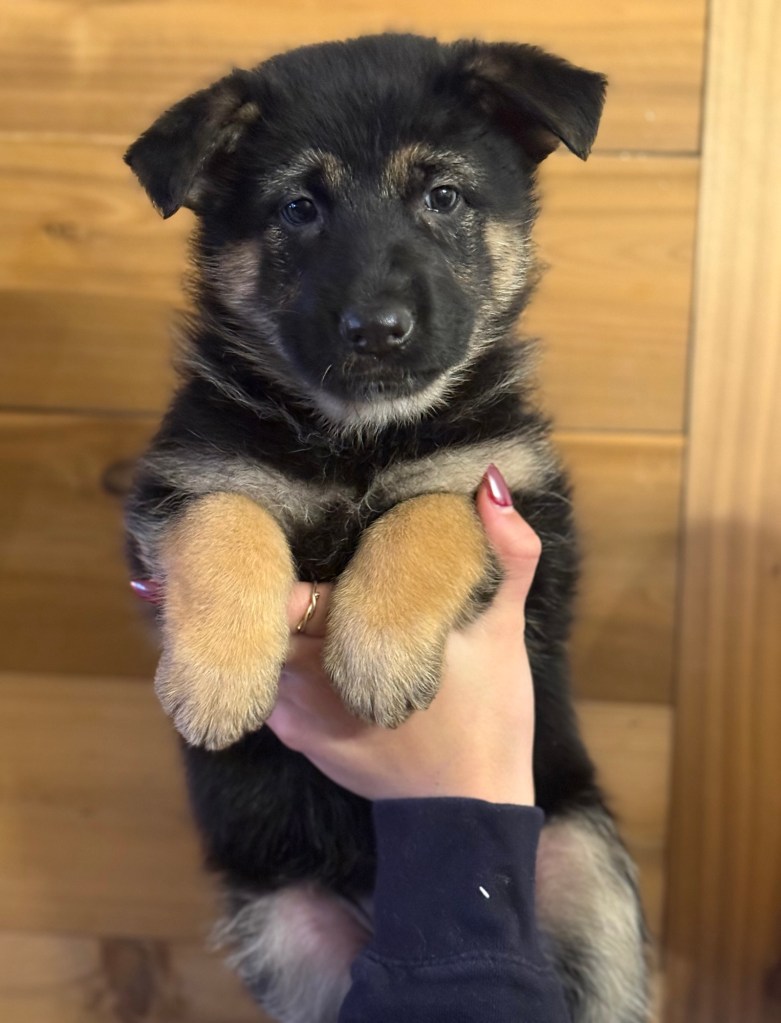 CKC registered German Shepherd puppy Ontario