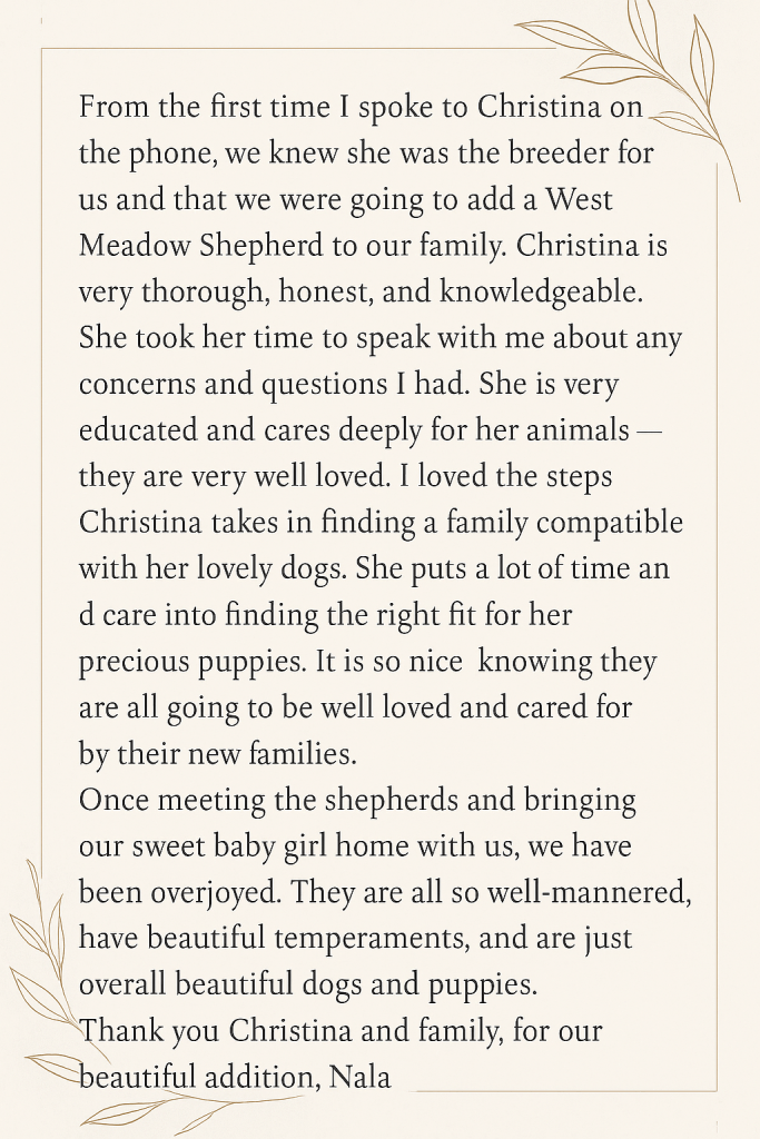 Testimonial about Nala from her family, West Meadow Shepherd puppy chosen for the perfect family fit, loved for her sweet, well-mannered nature and beautiful temperament.