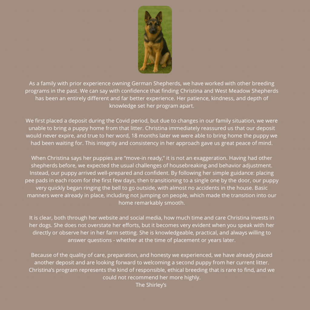 Testimonial from the Shirley family about their German Shepherd from West Meadow Shepherds, confident, well-prepared puppy with excellent manners and smooth transition into their home. Great breeder. Highly recommend.