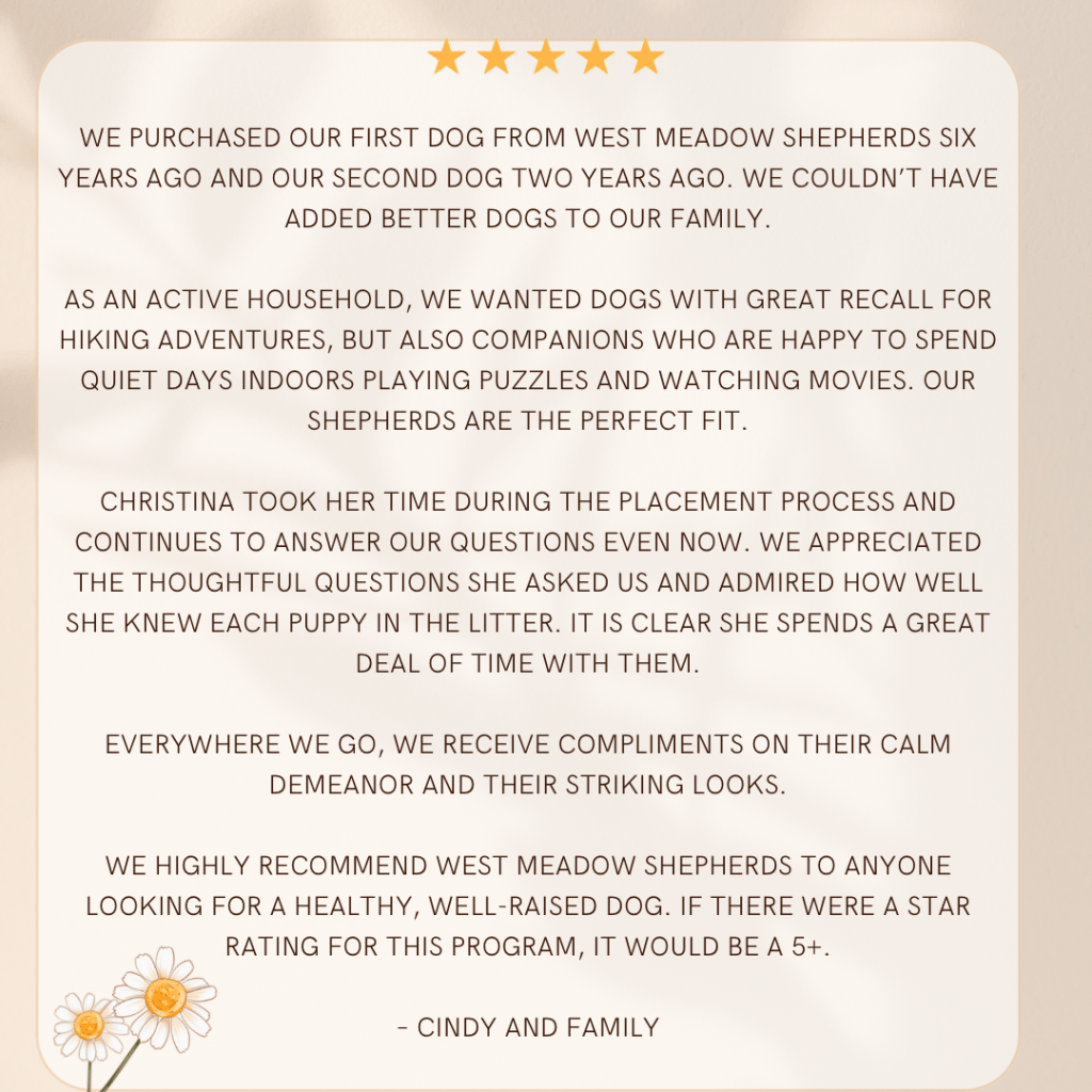 Testimonial from Cindy and family about their two German Shepherds from West Meadow Shepherds perfect fit for an active household, great recall, calm demeanor, striking looks, and healthy, well-raised dogs.